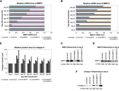 Collagen II enrichment through scAAV6-RNAi-mediated inhibition of matrix-metalloproteinases 3 and 13 in degenerative nucleus-pulposus cells degenerative disc disease and biological treatment strategies